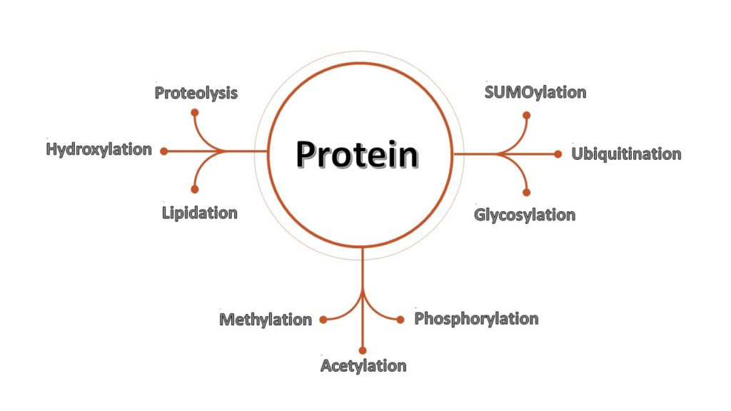 protein modifications
