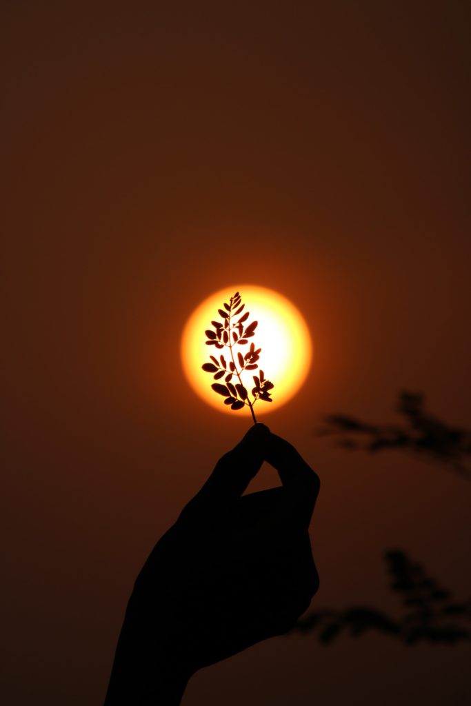 plant in front of sun